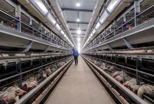 河北 稳定畜禽生产 保障产品供应